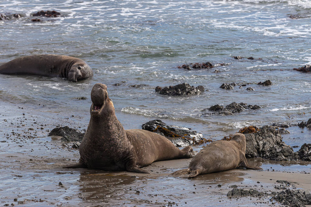 San Simeon, CA, USA - February 12, 2014: Σημείο Elephant Seal Vista. Αρσενικό ουρλιάζει σε αγαλλίαση, ενώ θηλυκό γλιστρά μακριά μετά τη συνάντηση. Ωκεανό surf και μαύρες πέτρες. - Φωτογραφία, εικόνα