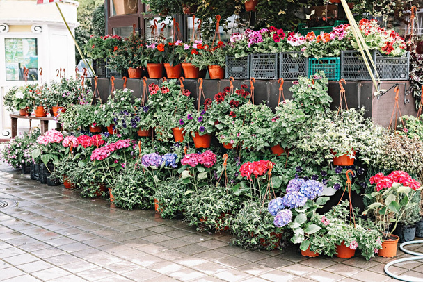 Blumenladen mit Topfpflanzen im Freien, Hortensien, Pelargonien - Foto, Bild