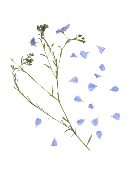 Flores praderas prensadas y secas. Imagen escaneada. Herbario vintage. Composición de la hierba y las flores azules sobre un fondo blanco. - Foto, Imagen