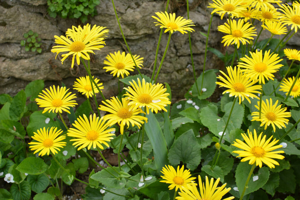 Na jaře kvete na záhonu žlutý doronicum heřmánek  - Fotografie, Obrázek