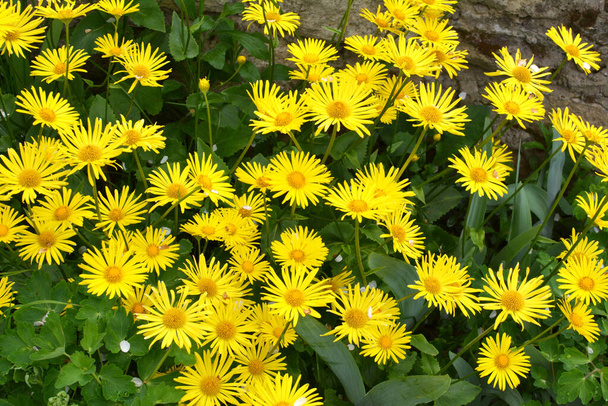 In spring, yellow doronicum chamomile blooms on the flowerbed  - Photo, Image