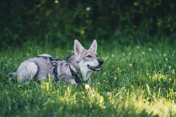 Sweet young grey saarloos-wolfdog lies in the grass - Photo, Image