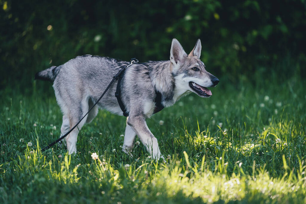 Sweet young grey saarloos-wolfdog walking in the grass - Photo, Image