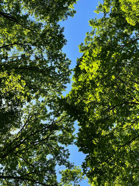 Bosque alemán durante el verano con cielo azul. - Foto, imagen