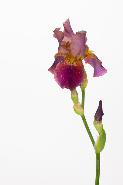 iris flower - Φωτογραφία, εικόνα