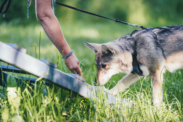 Saarloos wolfhund na smyczy ze swoim właścicielem podczas treningu psów - Zdjęcie, obraz