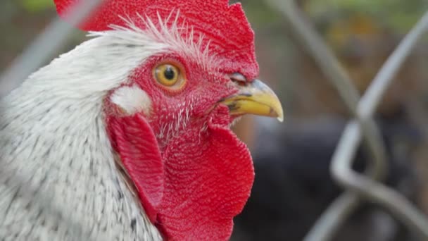 Closeup face portrait of big pretty cock with yellow eye, red comb, white feathers. Confident rooster stands, looks carefully through a metal wire netting fence at camera. Chicken ranch or bird farm - Footage, Video