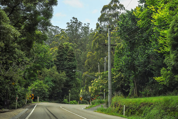Mountain Road läpi tiheän metsän Australiassa.  - Valokuva, kuva