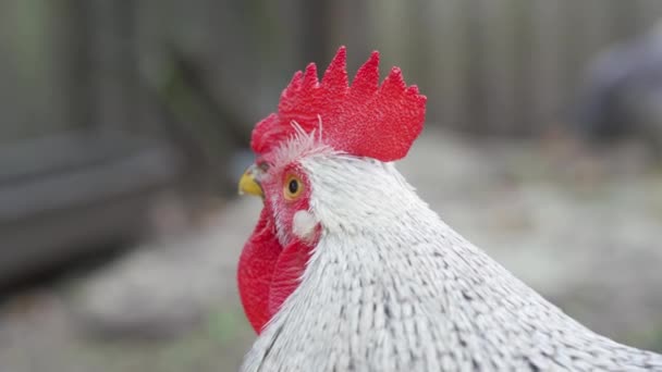 Close-up portret van volwassen haan gezicht met rode kam, wit en grijs verenkleed. Mooie haan kraaien, kijk naar camera met vraag over wazige achtergrond van kippenhok op ranch. Landbouwbedrijf in Rusland - Video