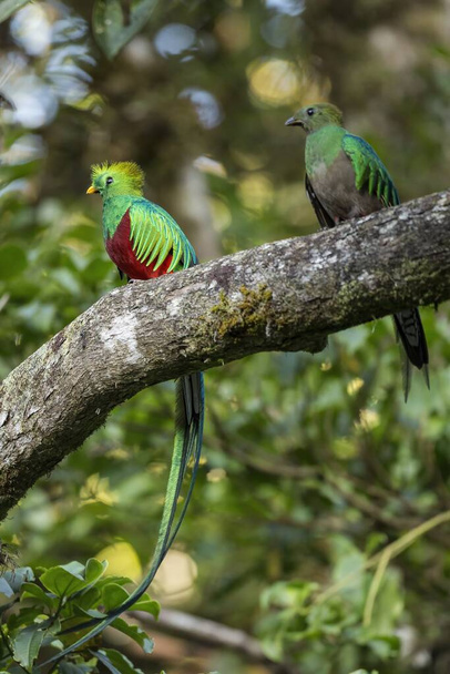 Twee schitterende quetzal zittend op boom in het zomerlicht - Foto, afbeelding