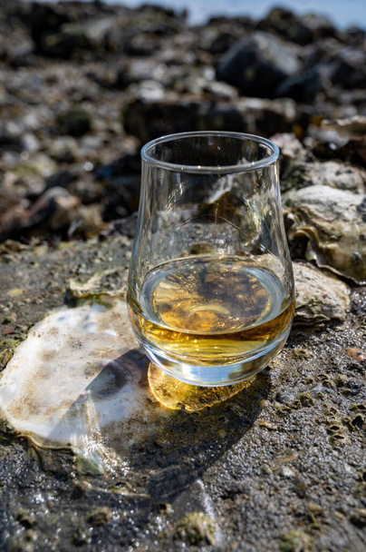 Degustazione di whisky single malt o blended Scotch whisky and seabed at low tide con alghe, pietre e ostriche sullo sfondo, tour privati in distilleria di whisky in Scozia, Regno Unito - Foto, immagini