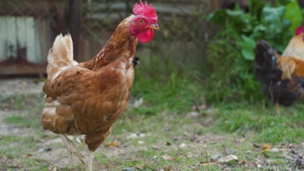 Een huisdier bruine kip met rode kop loopt op de achtergrond van kippen en haan op de groene tuin in de ochtend, op zoek naar voedsel, gras. Van dichtbij gezien. Buiten. Begrip vrije uitloop pluimveehouderij. - Video