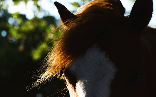 Horse forelock close up para cabelos de crina equino mal-humorado. - Foto, Imagem