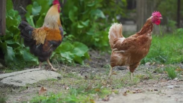Kanat laiduntavat niityllä. Pieni kotimainen ruskea kana ja yksi kukko, jolla on punainen pää, kävelee varovasti, katso sivua eläinten tilan vihreän ruohon taustalla lähellä ulkona. Siipikarja - Materiaali, video