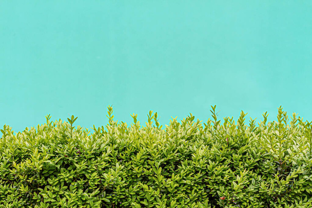 Evergreen box bush (Common Box, European Box, Buxus Sempervirens). Close-up van groenblijvende struik met gekleurde achtergrond. - Foto, afbeelding