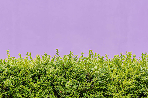 Arbusto de caixa Evergreen (Caixa Comum, Caixa Europeia, Buxus Sempervirens). Close-up de arbusto evergreen com fundo colorido. - Foto, Imagem