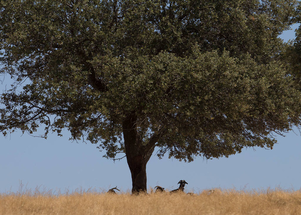 Домашні кози пасуть жовті пасовища. Зграя захищена від літнього сонця під дубами
 - Фото, зображення