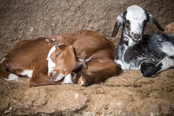 Evcil keçi çocuklar ahırda uyuyor. Seçici odak - Fotoğraf, Görsel