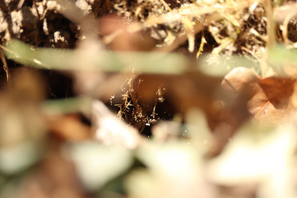 Peering dans le sous-bois dense à la recherche d'insectes - Photo, image