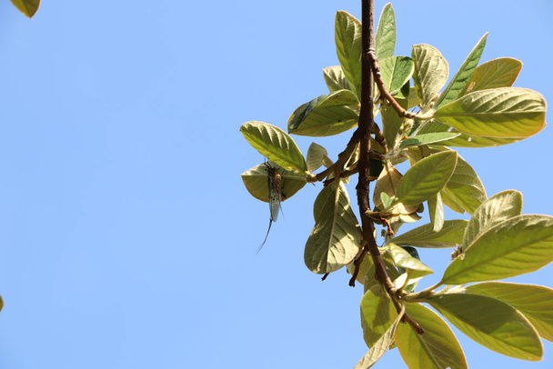 Висящий на дереве на тонкой веревке - Фото, изображение