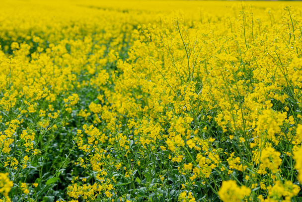 summery yellow rapeseed field in full bloom - Photo, Image