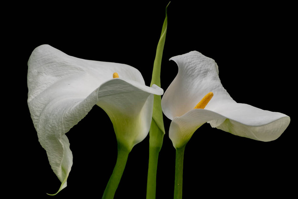 Two white calla lilies isolated over black background. - Photo, Image