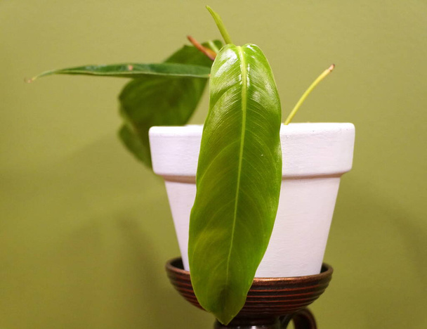 Pieni Philodendron Patriciae, yksi harvinaisimmista ja halutuimmista huonekasvien keräilijöistä - Valokuva, kuva