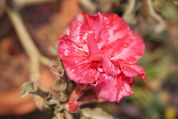 rosa Adenium obesum flor no jardim da natureza - Foto, Imagem
