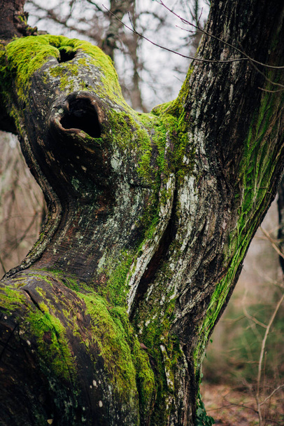 Thick green moss settled on a tree trunk. Forest on a tree trunk - Photo, Image