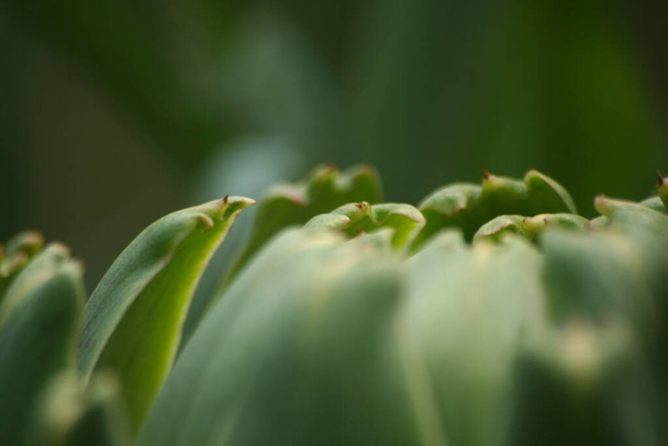 Αγκινάρα στον κήπο με θολή πράσινο φόντο - Φωτογραφία, εικόνα