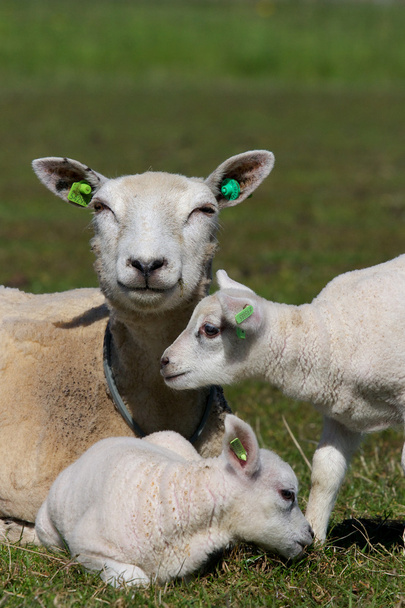 Hollantilainen lammas
 - Valokuva, kuva