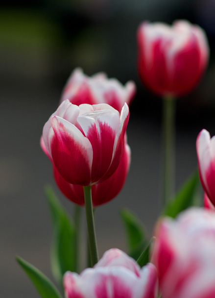 オランダのチューリップの花 - 写真・画像