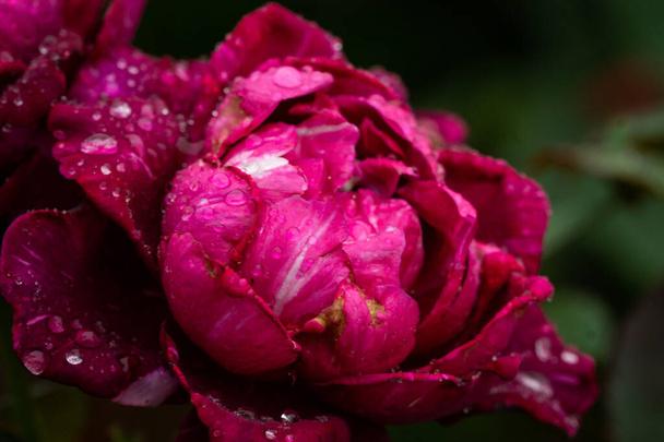 A closeup of the blossomed beautiful pink rose covered in rain droplets - Foto, Imagen
