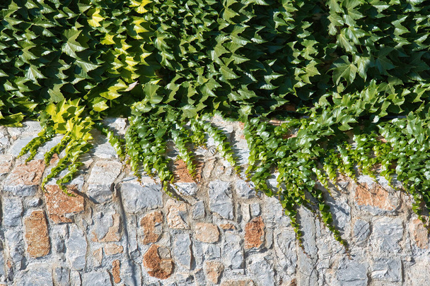 ivy on a stone wall, close-up photography, Skiathos  , Greece. - Zdjęcie, obraz