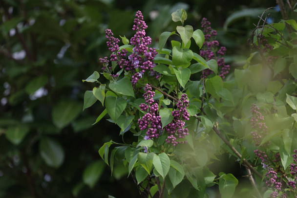 The beautifully blossoming purple lilac flowers in the garden - Fotoğraf, Görsel