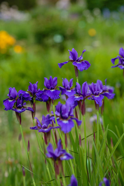 Paarse bloemen van Siberische iris op natuurlijke achtergrond. Iris sibirica in de lentetuin. Siberische iris. - Foto, afbeelding
