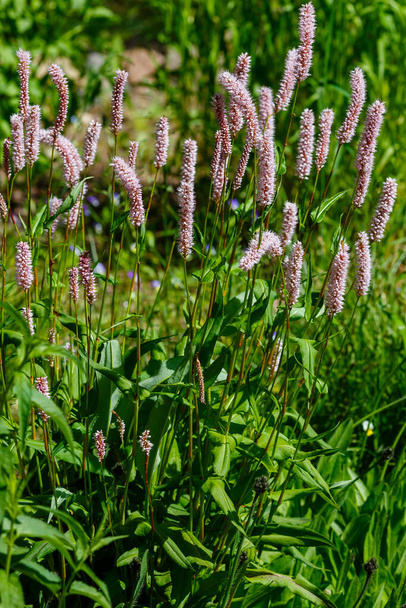 Polygonum bistorta in spring garden. Persicaria bistorta is a medicinal plant. - Photo, Image