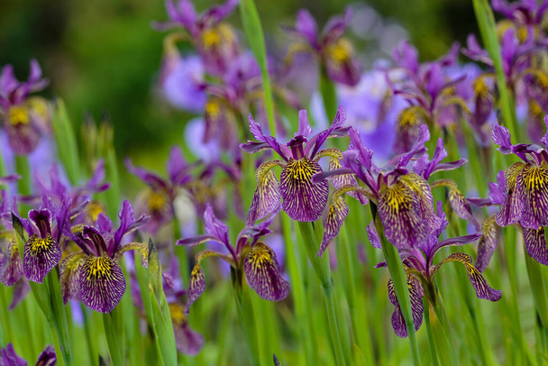 Lila Blüten der sibirischen Iris im natürlichen Hintergrund. Iris sibirica im Frühlingsgarten. Sibirische Schwertlilie. - Foto, Bild