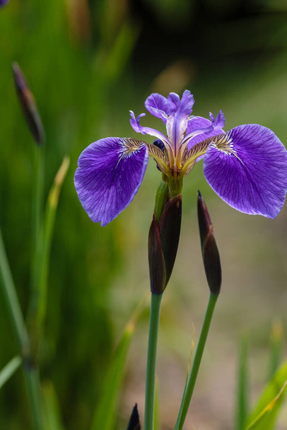 Paarse bloem van Siberische iris op natuurlijke achtergrond. Iris sibirica in de lentetuin. Siberische iris. - Foto, afbeelding