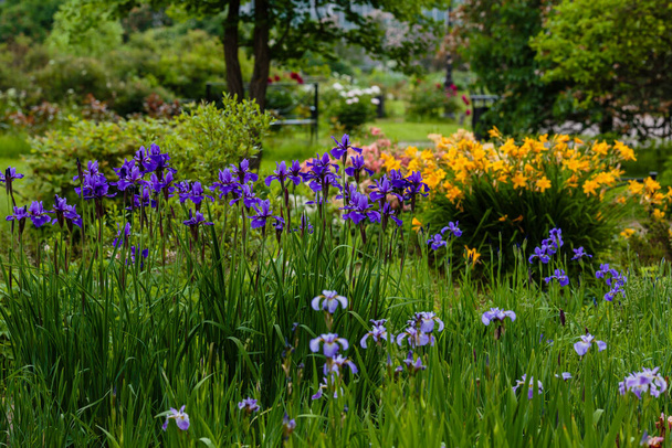 Paarse bloemen van Siberische iris op natuurlijke achtergrond. Iris sibirica in de lentetuin. Siberische iris. - Foto, afbeelding