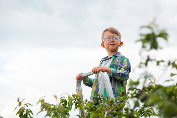 child on ladder near tree, gardening in backyard garden - Foto, imagen
