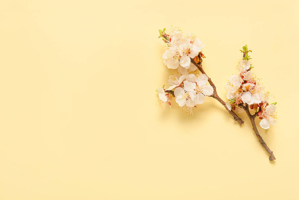 Όμορφα ανθισμένα κλαδιά σε έγχρωμο φόντο - Φωτογραφία, εικόνα