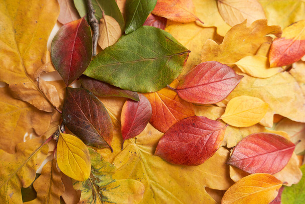 Барвисті листя осінніх дерев на землі, зелений, жовтий, червоний
 - Фото, зображення