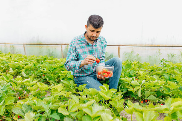 Farmer picks ripe strawberries in a greenhouse. red Strawberries in a plastic box in mens hands - Valokuva, kuva