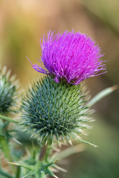 close up of a blossom of a thistle - Fotoğraf, Görsel