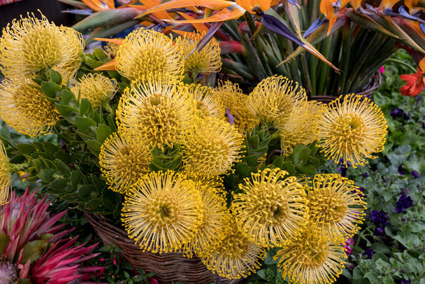 žlutý květ Pincushions nebo Leucospermum condifolium - Fotografie, Obrázek
