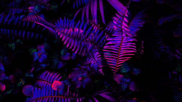 Tropikalny las liściasty świeci w tle czarnego światła. Wysoki kontrast. - Zdjęcie, obraz