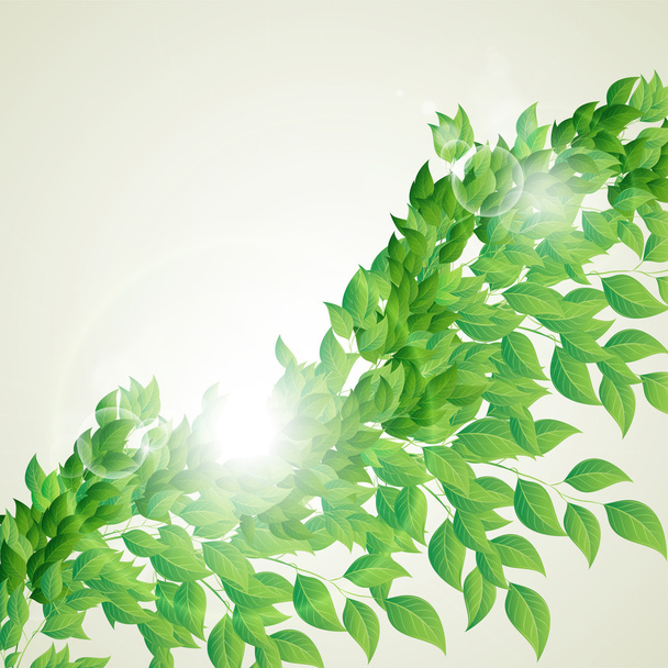 branch with fresh green leaves - Vector, Image
