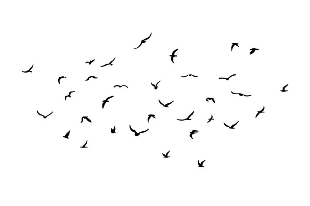Hejno létajících siluet ptáků. Černá na bílém pozadí. Vektorová ilustrace - Vektor, obrázek