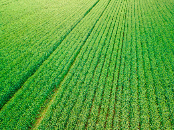 Green cultivated wheat or rye field from above. Rows of green wheat on the field. Countryside background - Φωτογραφία, εικόνα